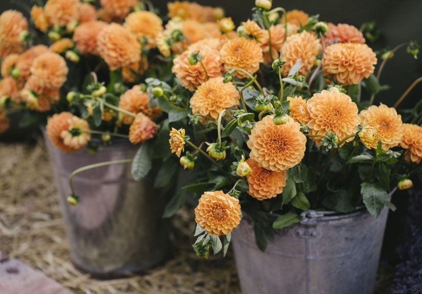 Move Over MumsThis Vibrant Bloom Is Taking Over Fall Arrangements