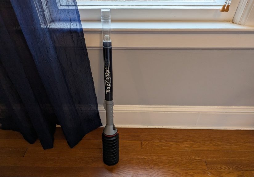 My Secret Weapon for Stink Bug Season Uses Zero Chemicals - Bob Vila