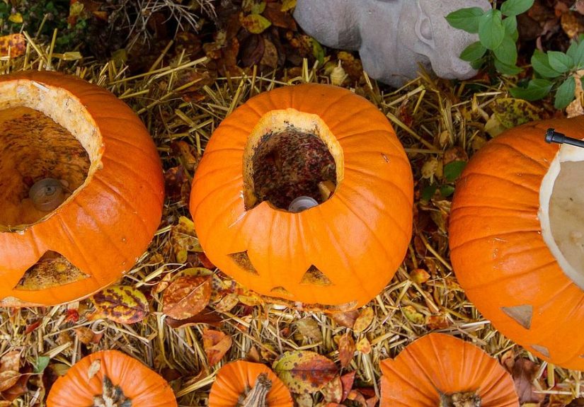 The BEST Way To Preserve Pumpkins