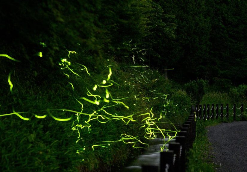 The Math Behind Fireflies’ Dazzling Light Shows