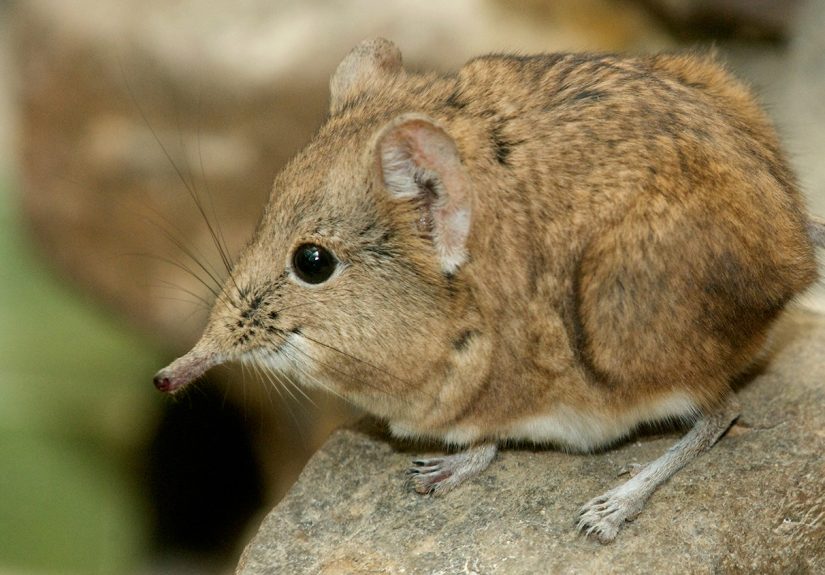This Cute, Minuscule Creature Looks Like A Ball Of Fur With An Elephants Trunk!