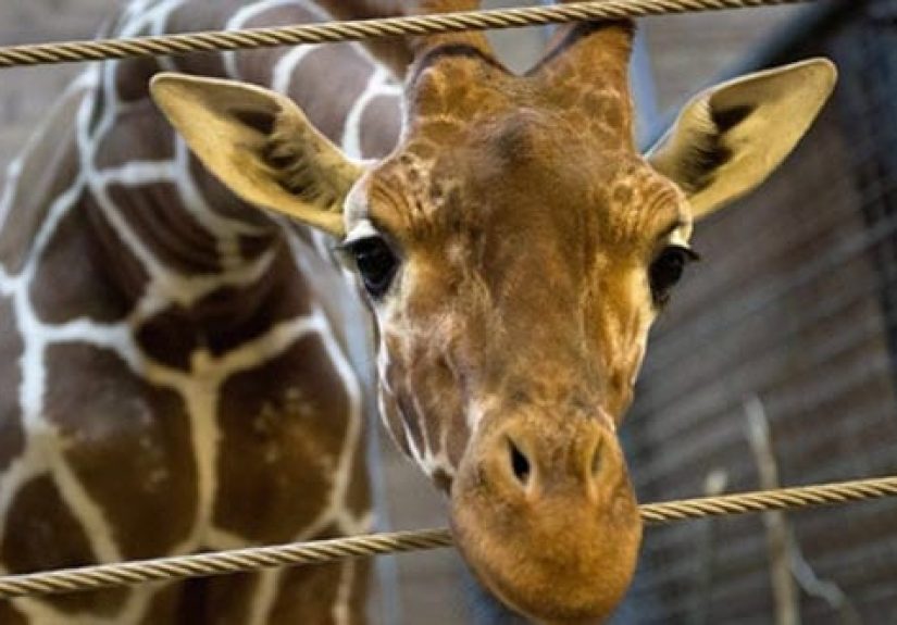 Top 10 Unusual Facts And Stories About Giraffes