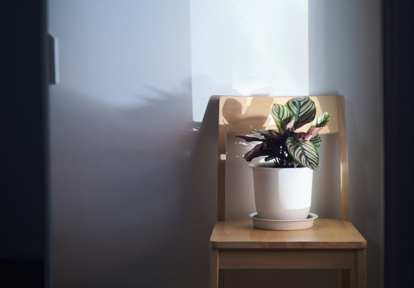 What is "Bright, Indirect Light"? - Advice From Bob Vila