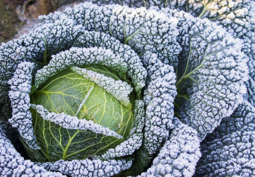 Which Fall Veggies to Harvest After a Frost for Best Flavor