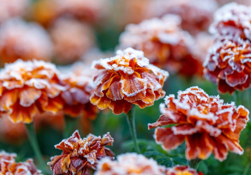 Will Your Marigolds Survive the Winter? We Asked Gardeners to Find Out