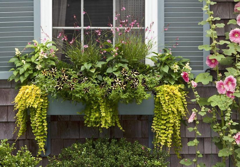Window Planter Boxes: How To Create the Best Display