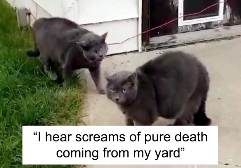 Woman Left Her Cat In Her Yard, Ran Outside After Hearing Screams To Find There Were Two Of Them And She Couldn’t Tell Who Was Who