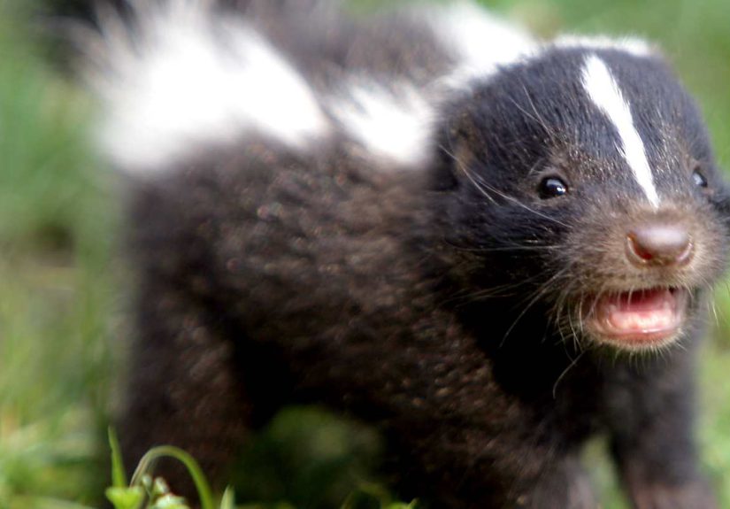 10 Surprising Lesser-Known Names for Baby Animals