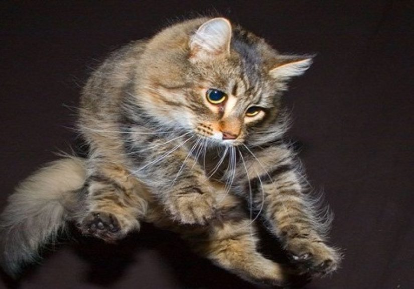 10 Weird Facts About Cats