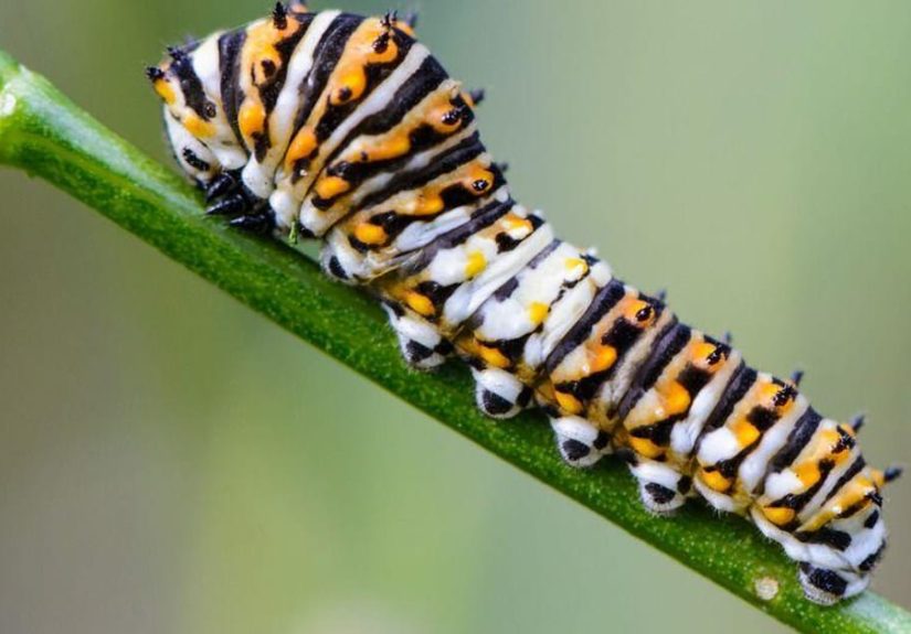 12 Poisonous Caterpillars That Will Actually Kill You