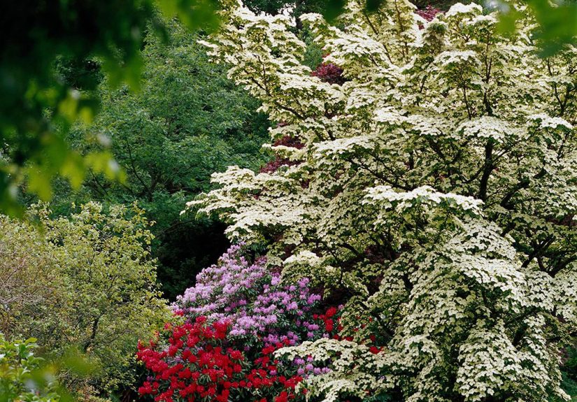 15 Fast-Growing Trees for a Privacy Screen in Your Yard
