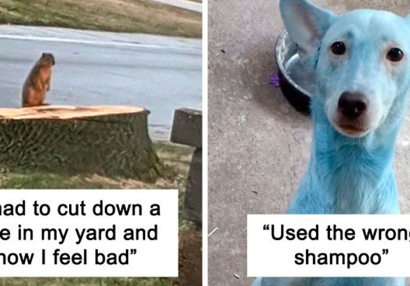 50 Photos Of Animals Having A Worse Day Than You