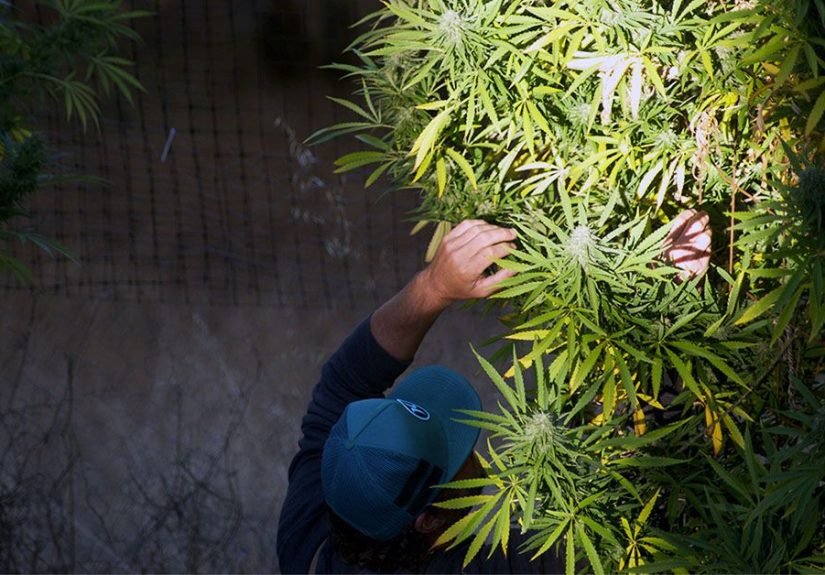 ‘California Sober’: Cannabis Use Reduces Alcohol Consumption by 27%