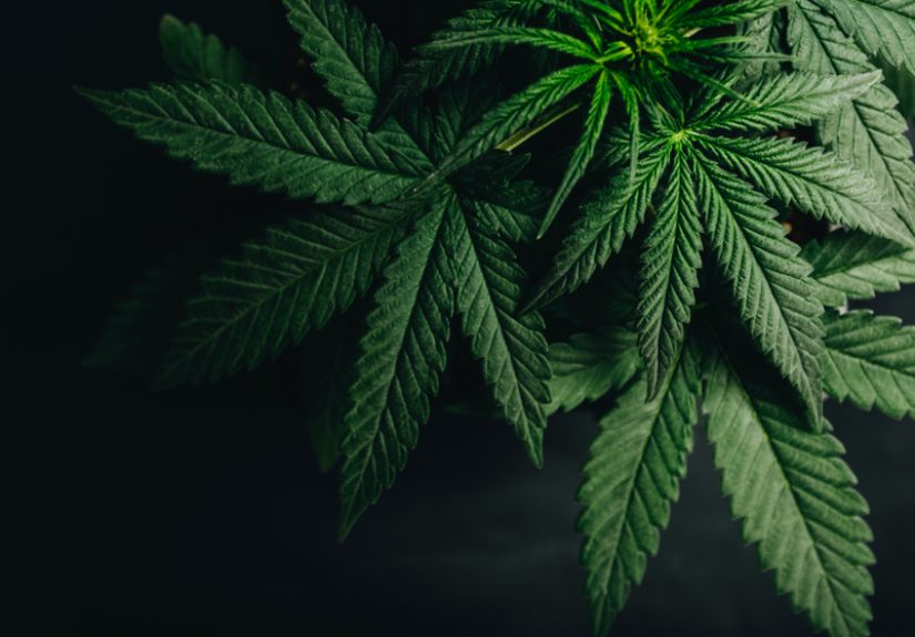 Cannabis Card-Mills Have Conflicts of Interest