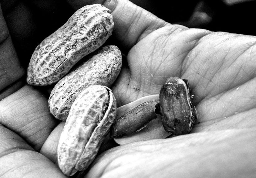 Could Peanuts Help Keep the Aging Brain Healthy?