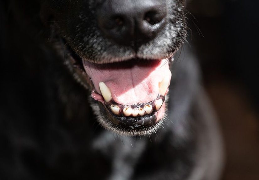 Dog Bite Infection: Symptoms, Treatment, and Complications