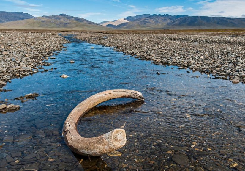Fossil Hunter Strikes Gold, Finding 20,000-Year-Old Mammoth Tusk