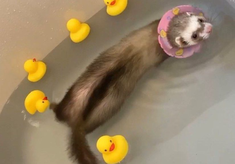 Hey Pandas! Add Some Cute Animal Pictures!