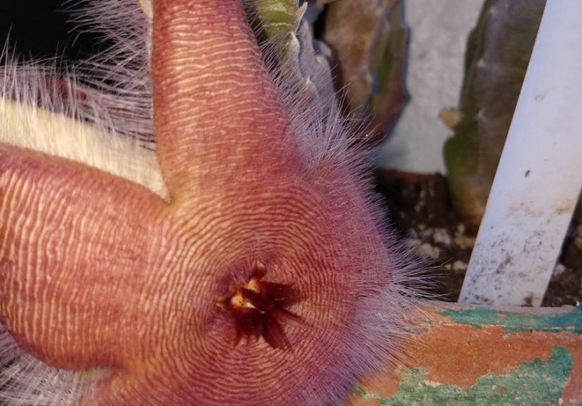 Hey Pandas, Let’s Post Photos Of Our Most Unusual House Plant Blooms