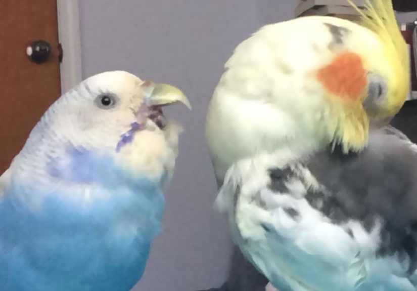 Hey Pandas, Share The Funniest Photos Of Your Birds