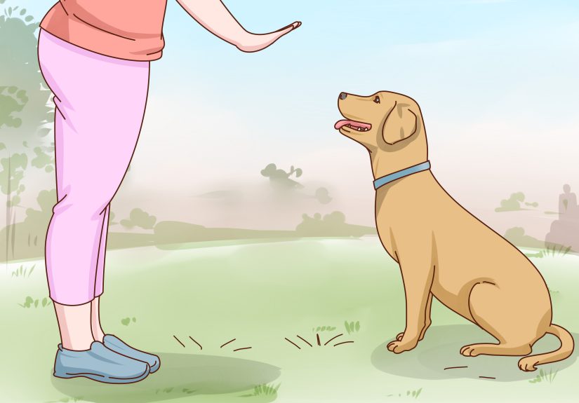 How to Care for a Labrador Retriever: 14 Steps