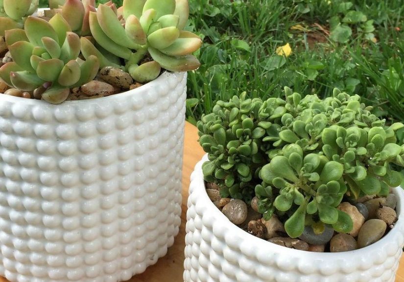 How to Care for Succulent Plants