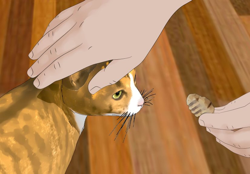 How to Clean Your Cat’s Ears Safely at Home