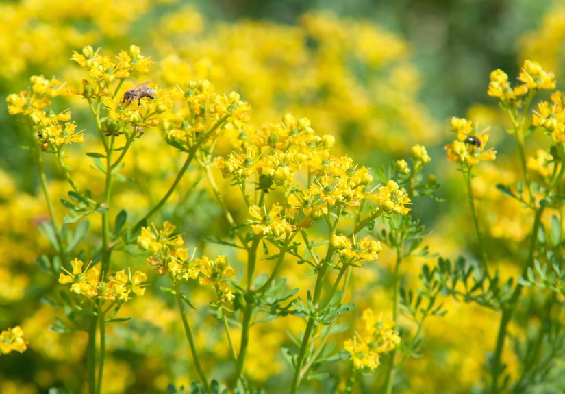 How to Grow and Care for Rue