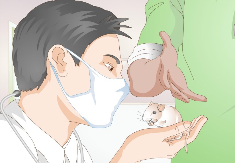 How to Know if a Gerbil is Ill: 12 Steps