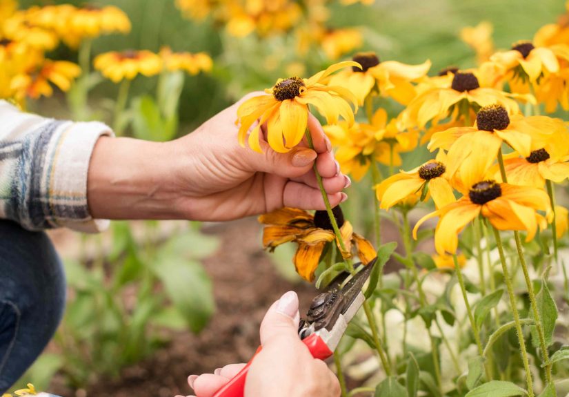 How to Prune Your Black Eyed Susans in Fall for More Blooms and Until the First Frost