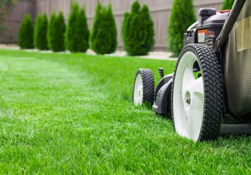 How to Repair and Improve Your Lawn