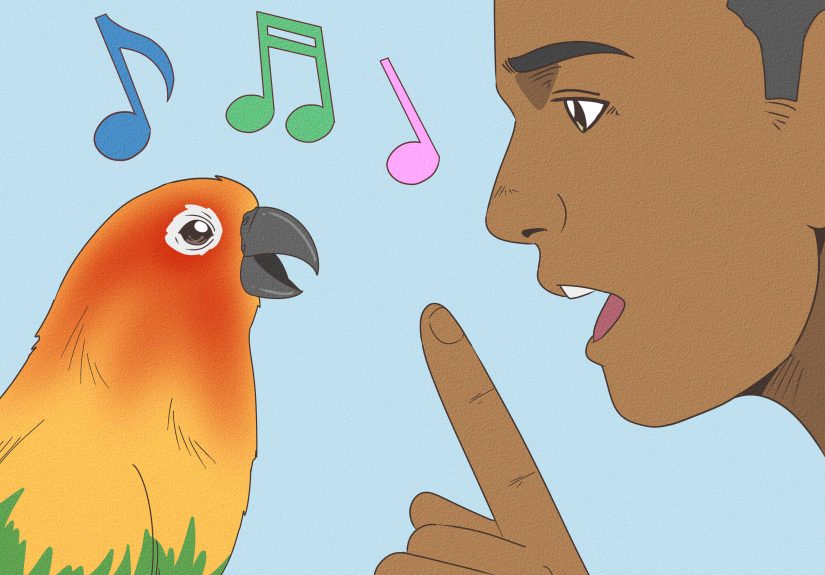 How to Teach a Conure to Talk: Tips & Training Methods