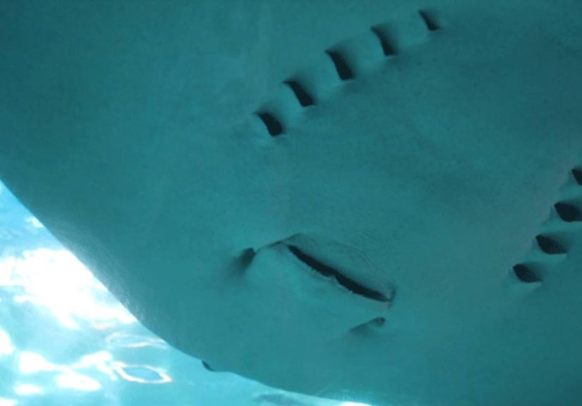 Human Limbs and Fish Gills May Trace Back to the Same Gene