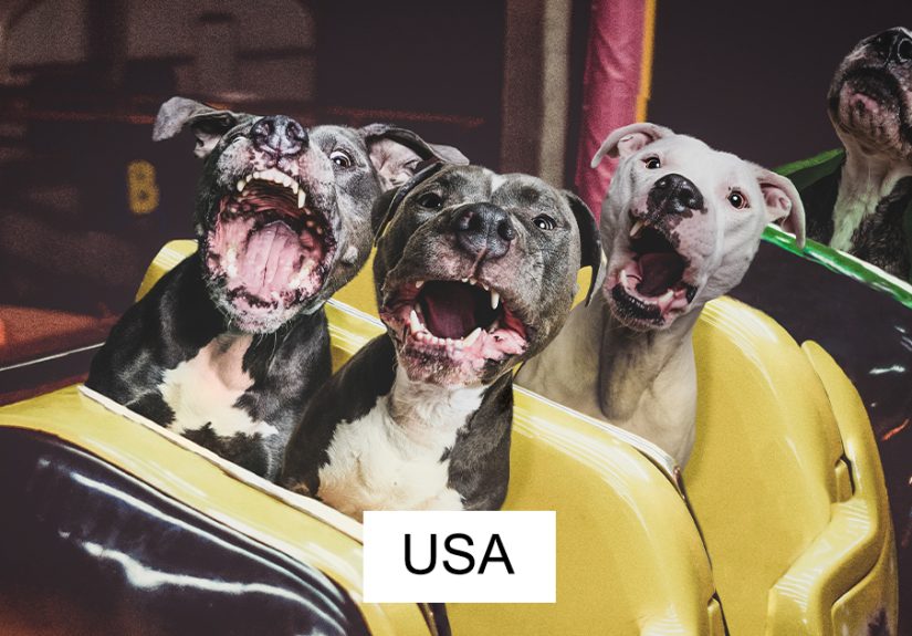 I Hope To Put A Smile On Your Face With These Silly Photo Manipulations Of My Dogs ‘Traveling’ (59 Pics)