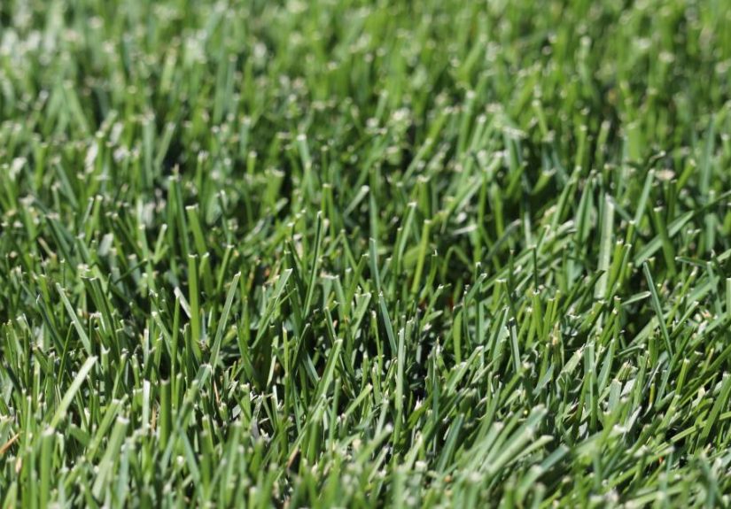 Kentucky Bluegrass - Guide To Caring For And Growing Poa Pratensis