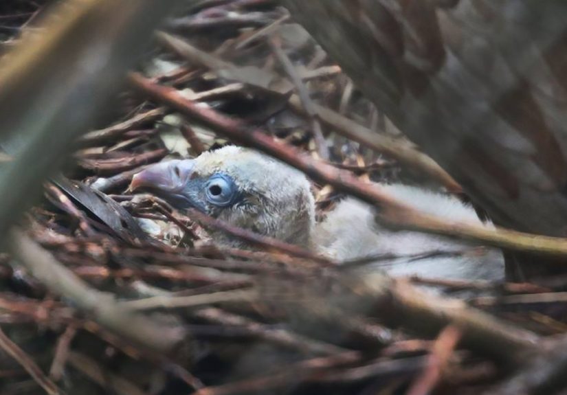 Two Gay Vultures Hatch An Abandoned Egg Together
