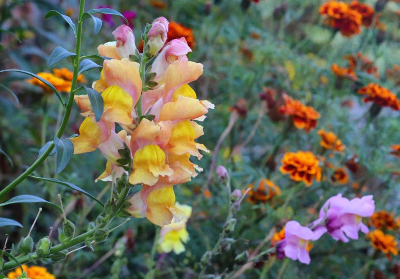 Want a Colorful Garden This Fall? Plant These 5 Blooms Right Now